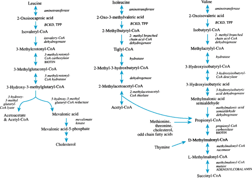 Disorders of Amino Acid and Organic Acid Metabolism | Musculoskeletal Key