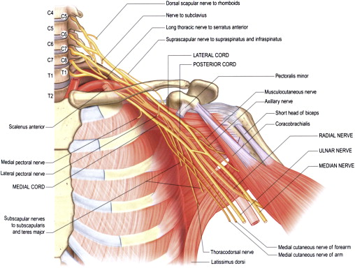 Adult Brachial Plexus Injury Musculoskeletal Key