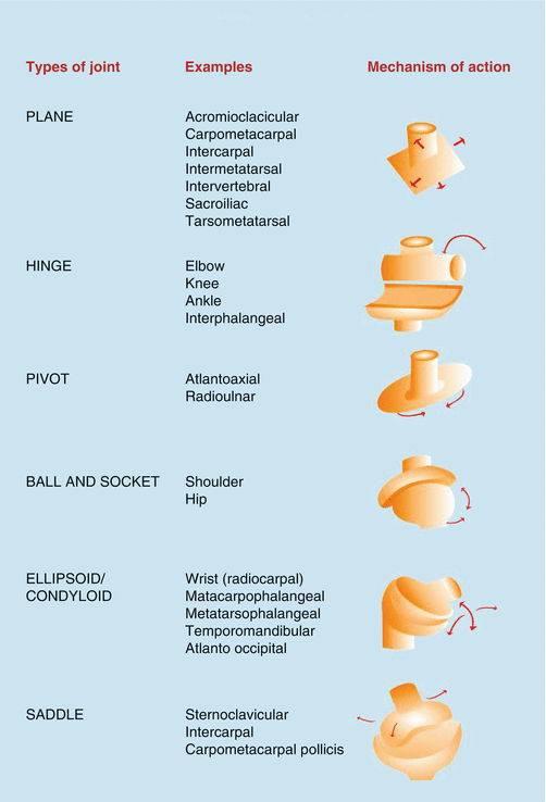 Human Joint Anatomy and Physiology Musculoskeletal Key