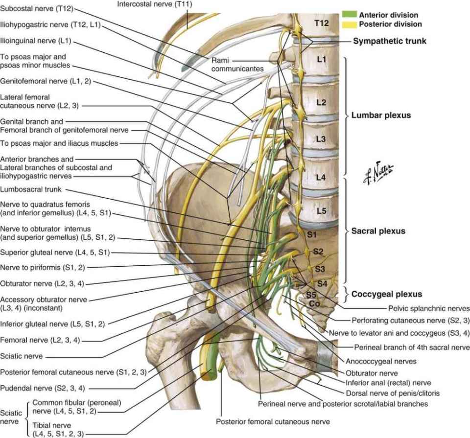 Anatomy of the Lumbopelvic Hip Complex Musculoskeletal Key