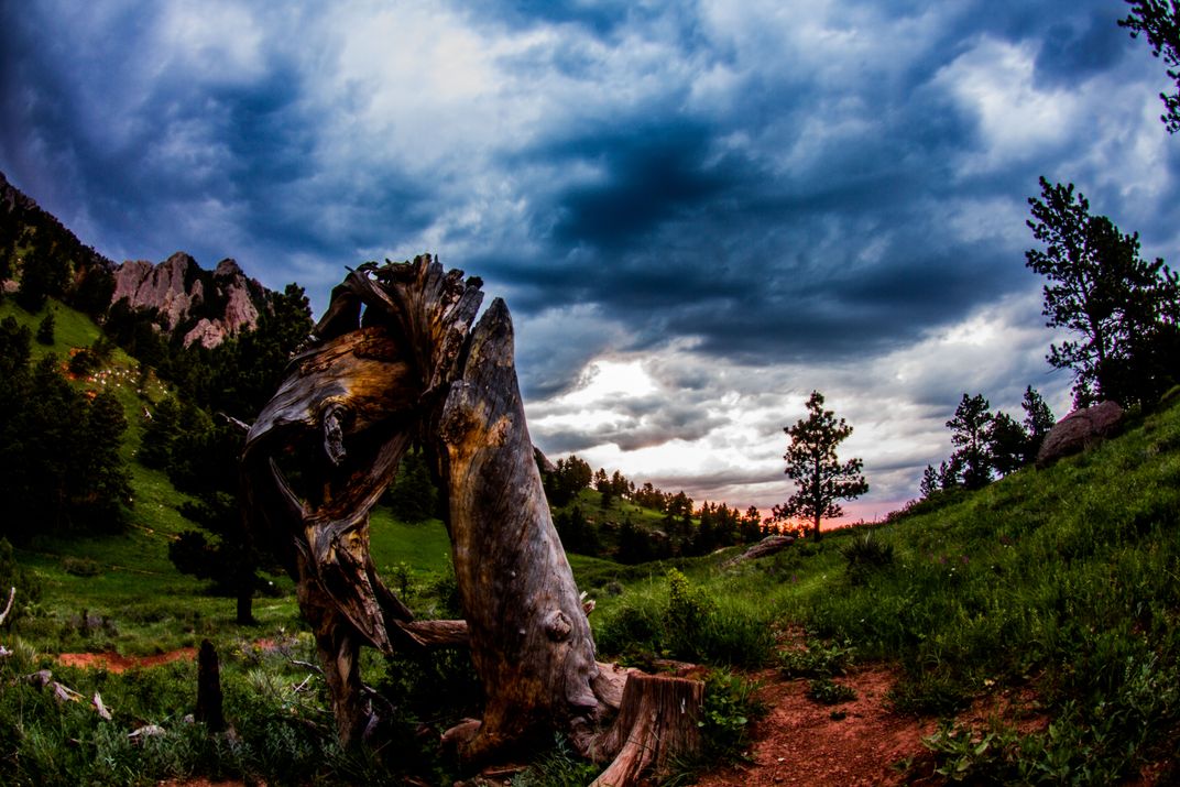 Unraveling the Mystery The Quest for the Spotsylvania Tree Stump at
