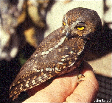 Species Recovery Elf Owls Explained