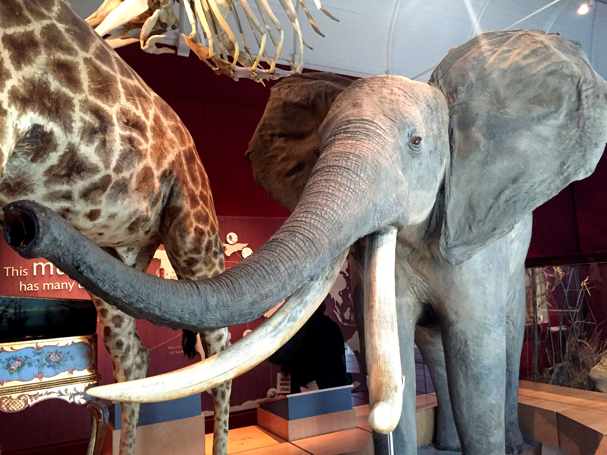 Britain’s best places to see Taxidermy and natural history collections