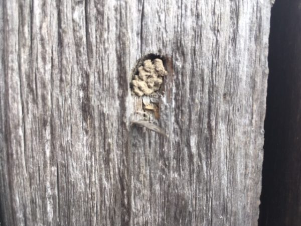 Holzbewohner Museumsschädlinge Prävention · Monitoring · Lösungen