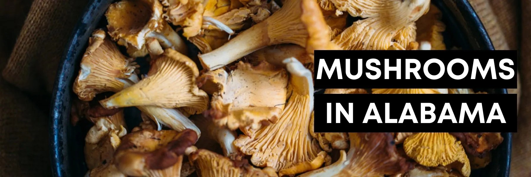 Mushrooms in Alabama MushFu