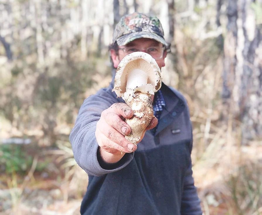 Mushrooms in Alabama MushFu