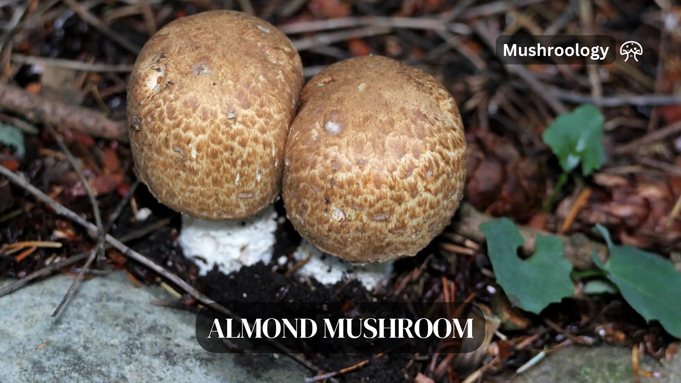 How to Grow Almond Agaricus Mushrooms Mushroom Growing and Cultivation