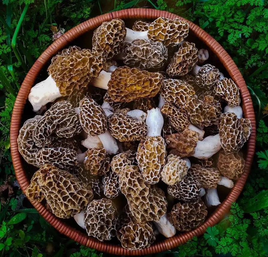 Morel Mushrooms Growing Guide Mushroom Growing and Cultivation