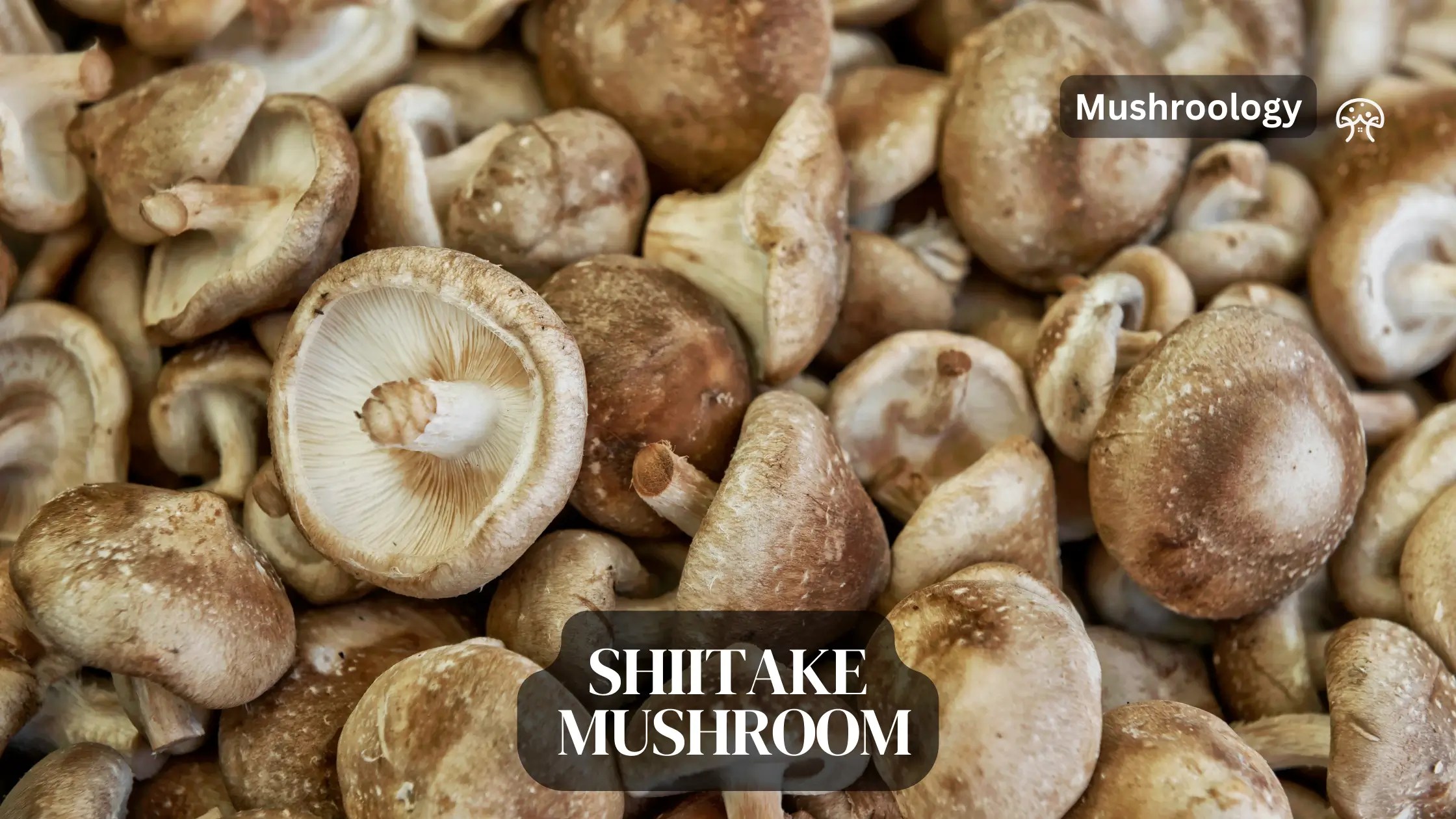 Shiitake Mushrooms Essential Tips for Growing at Home Mushroom