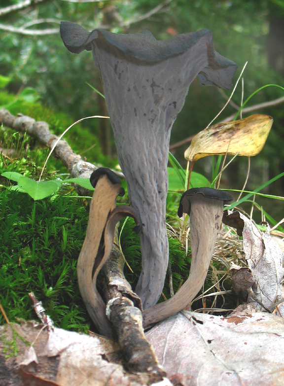 Black Trumpets (Craterellus cornucopioides, C. cenerius, C. foetidus