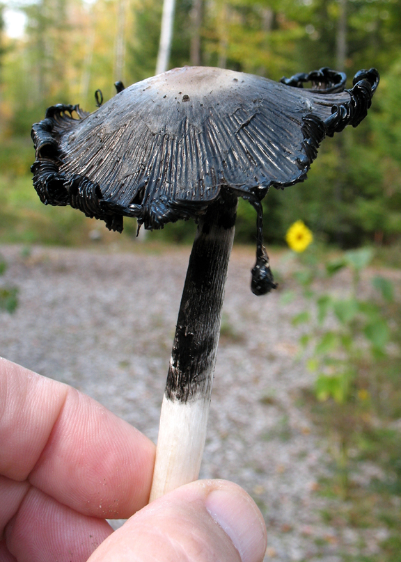 Shaggy Mane (Coprinus comatus)