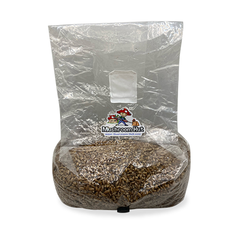 Rye Grain Substrate Bag 4lb. Mushroom Hut Mushroom substrates
