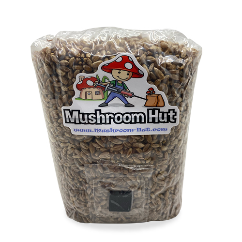 Rye Grain Substrate Bag 2lb. Mushroom Hut Mushroom substrates