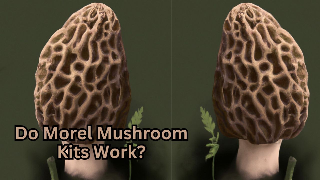 Do Morel Mushroom Kits Work? A Best Answer in 2023