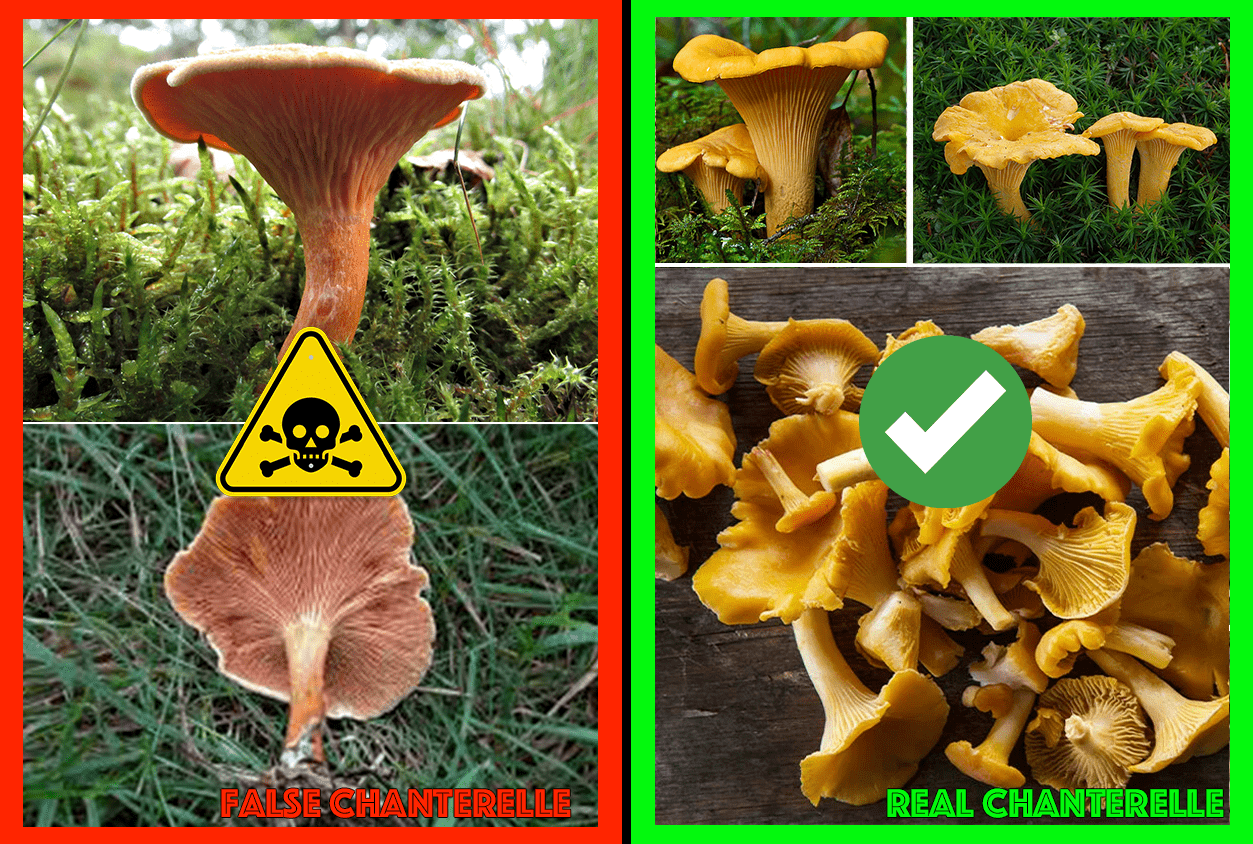 Fungi Poisonous Mushroom Look Alikes