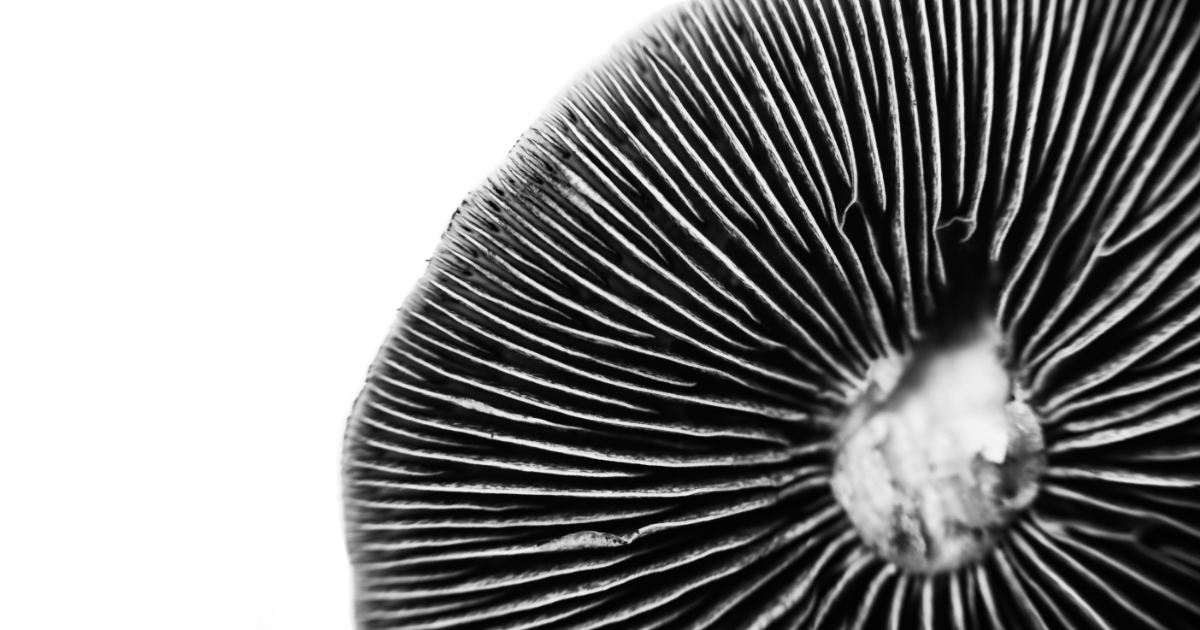 How to take a Spore Print Mushroom Growing