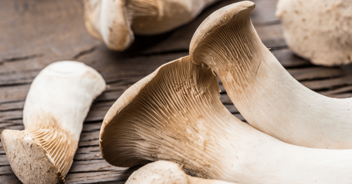 Grow King Oyster Mushrooms Ultimate Guide Mushroom Growing