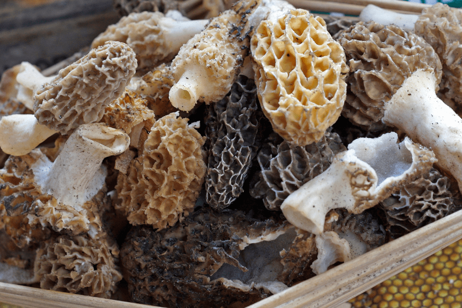 How to Grow Morel Mushrooms Ultimate Guide Mushroom Growing
