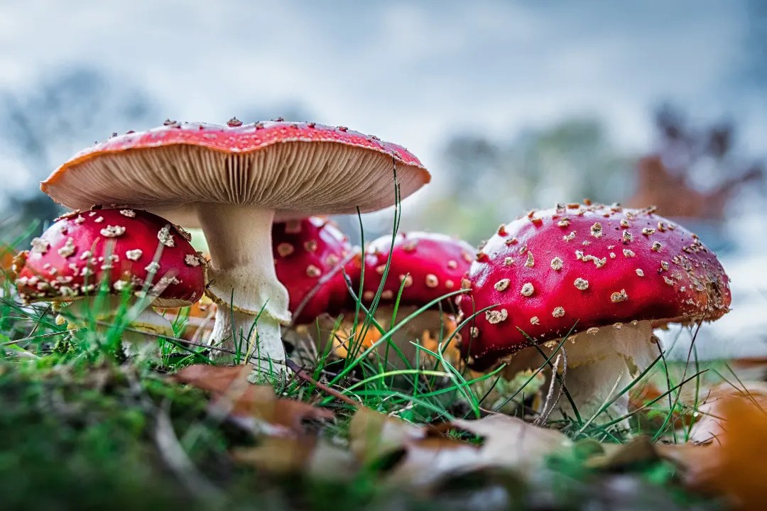 Mushroom Adaptogens For Immune Support And Wellness Mushroom Maestro