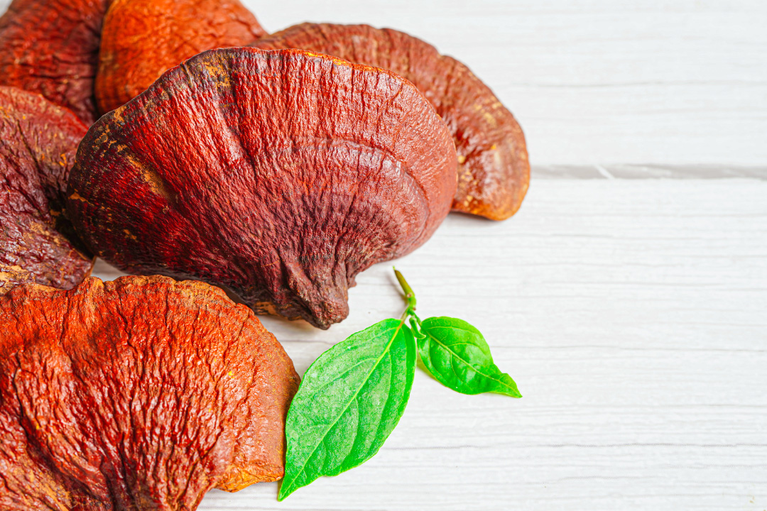 Finding The Best Mushroom Supplements for Brain Health 5 Brands