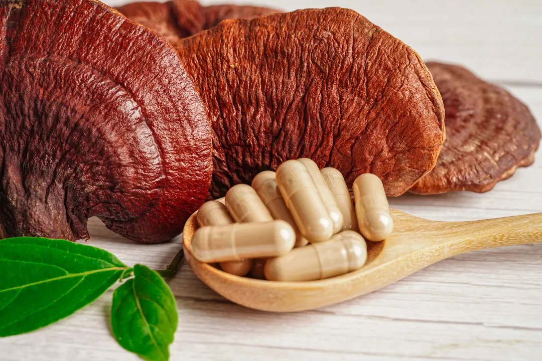 Five Great Benefits of Turkey Tail Mushroom Capsules Mushroom Maestro