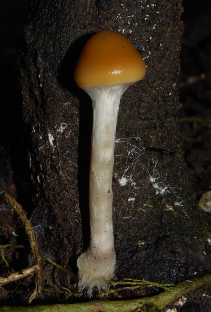 Mushroom Observer Name Psilocybe subaeruginosa Cleland