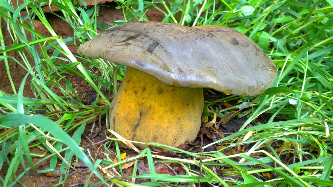 Mushroom Observer Name Phaeogyroporus sudanicus (Har. & Pat.) Singer