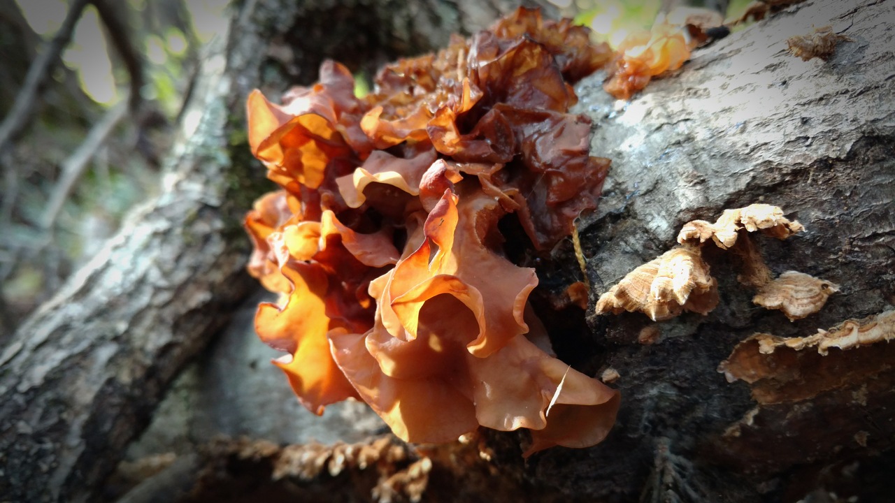 Mushroom Observer Name Phaeotremella foliacea (Pers.) Wedin, J.C
