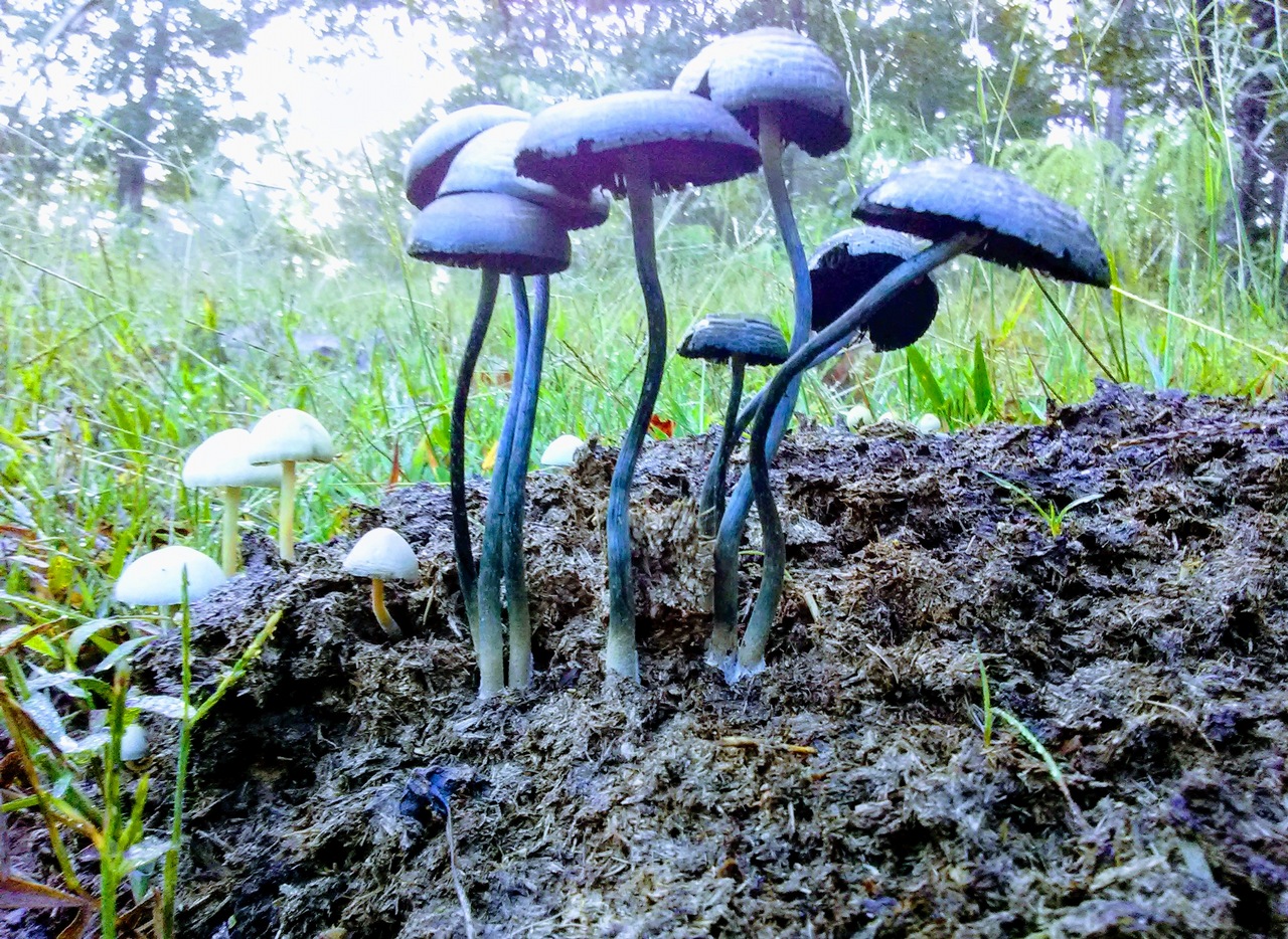 Mushroom Observer Name Copelandia cyanescens (Berk. & Broome) Singer