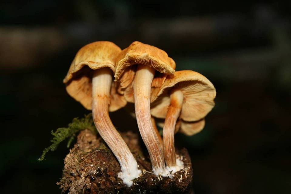Shroomery Gymnopilus luteofolius