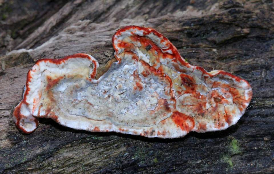 Cortadura, Veracruz, Mexico Oct. 18, 2012 Mushroom Hunting and