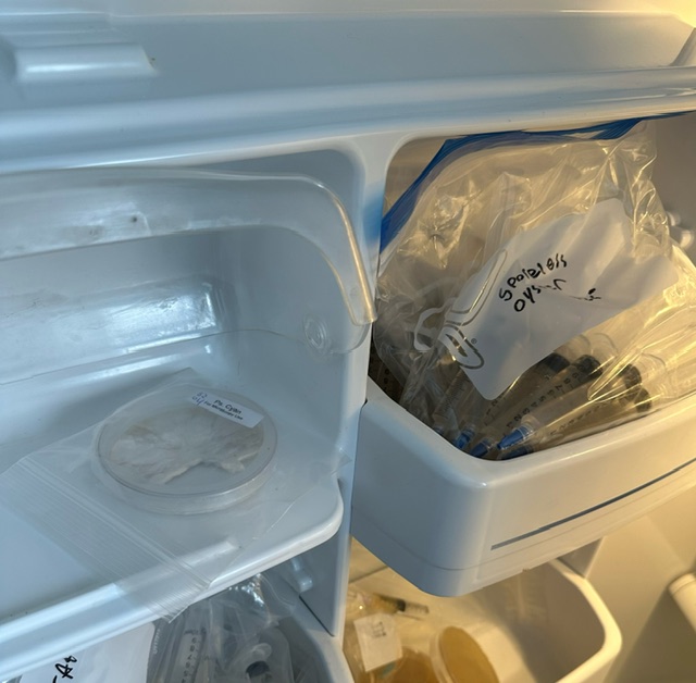 How to Store Spore Syringes, and Mushroom Spore Prints. Mushroom Prints