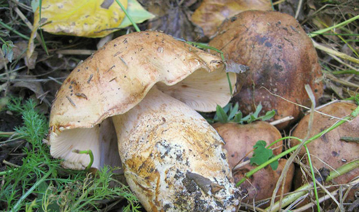 How long does it take to cook rowing mushrooms until cooked before