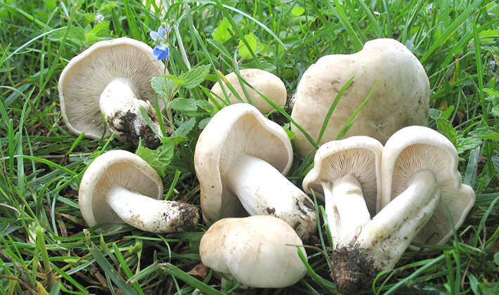 How long does it take to cook rowing mushrooms until cooked before