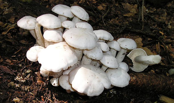 How long does it take to cook rowing mushrooms until cooked before