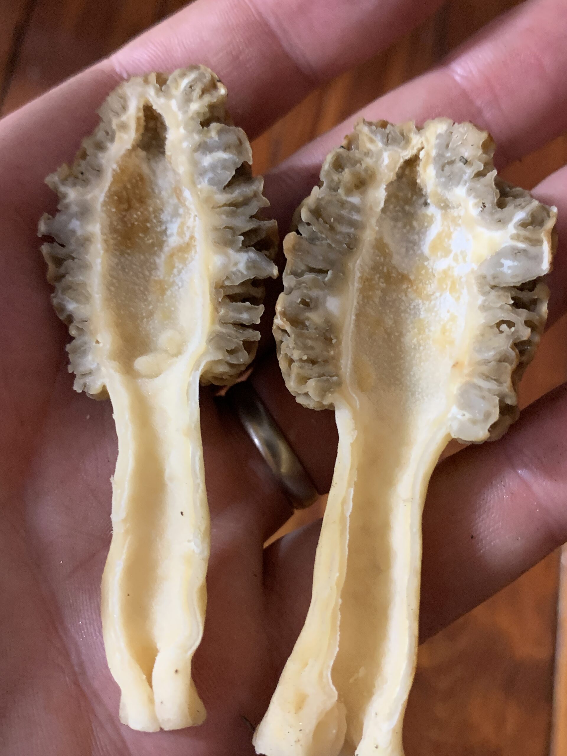 Morchella Americana (Blonde Morel) Mushrooms of CT