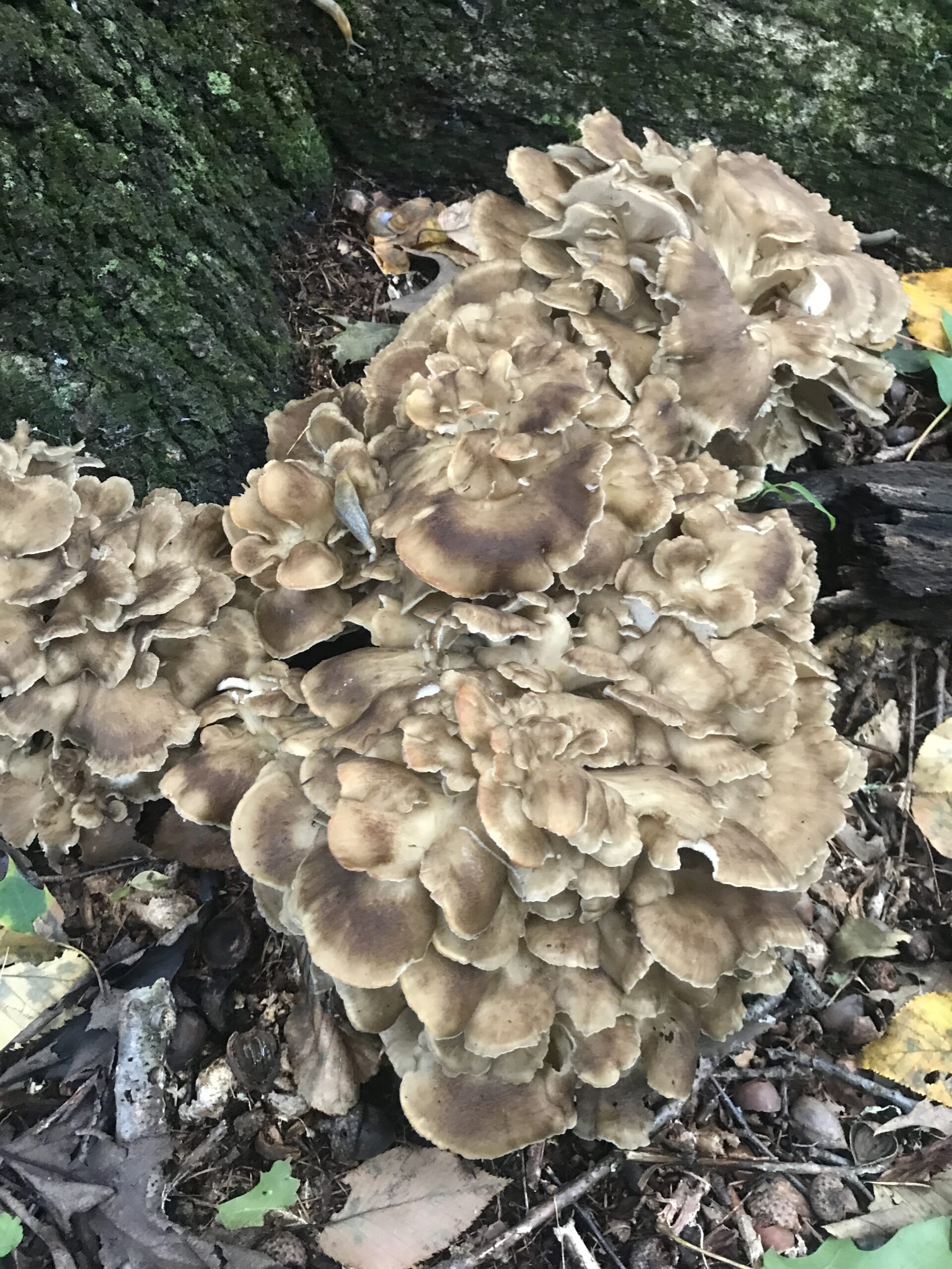 Grifola Frondosa (Hen of the Woods) Mushrooms of CT