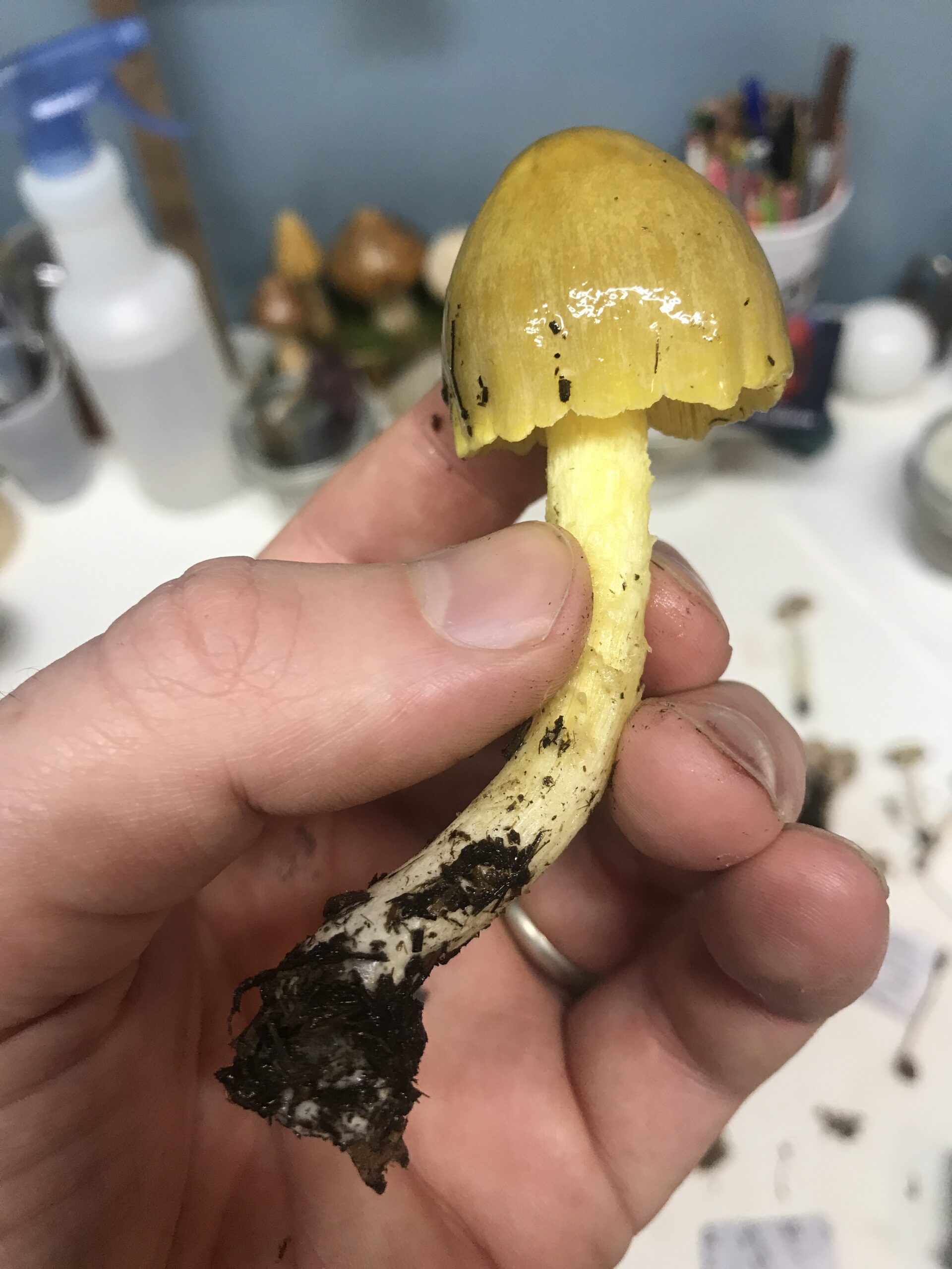 Bolbitius titubans (Yellow Fieldcap) Mushrooms of CT