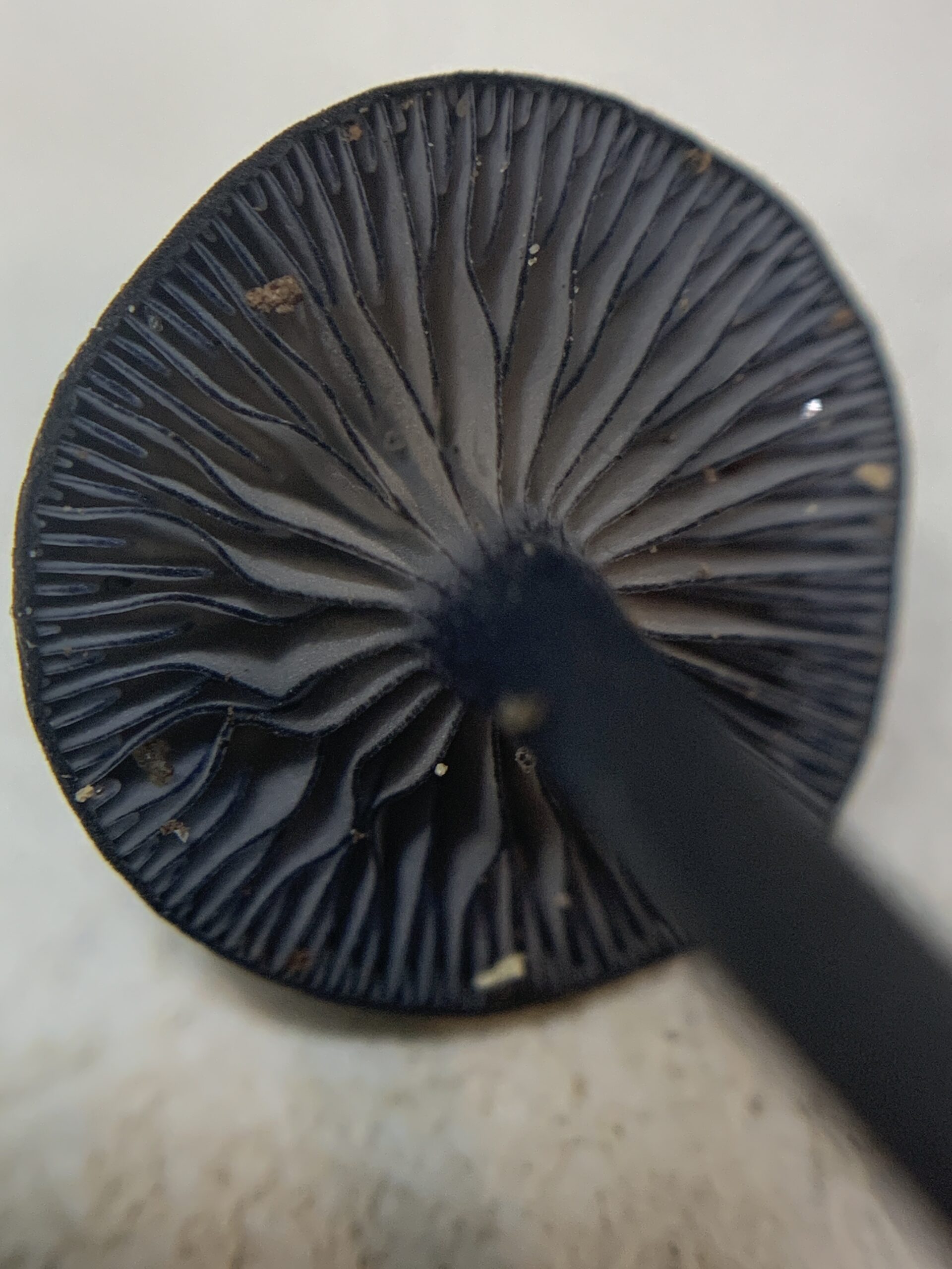 Entoloma serrulatum (Blue Edge Pinkgill) Mushrooms of CT