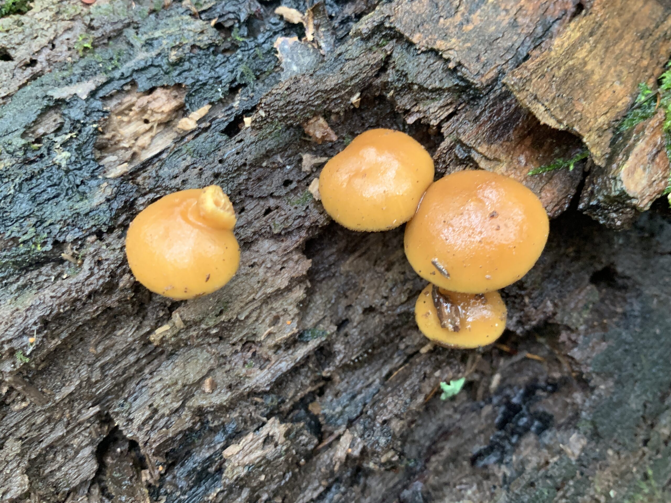 Galerina marginata ( Funeral Bell ) Mushrooms of CT