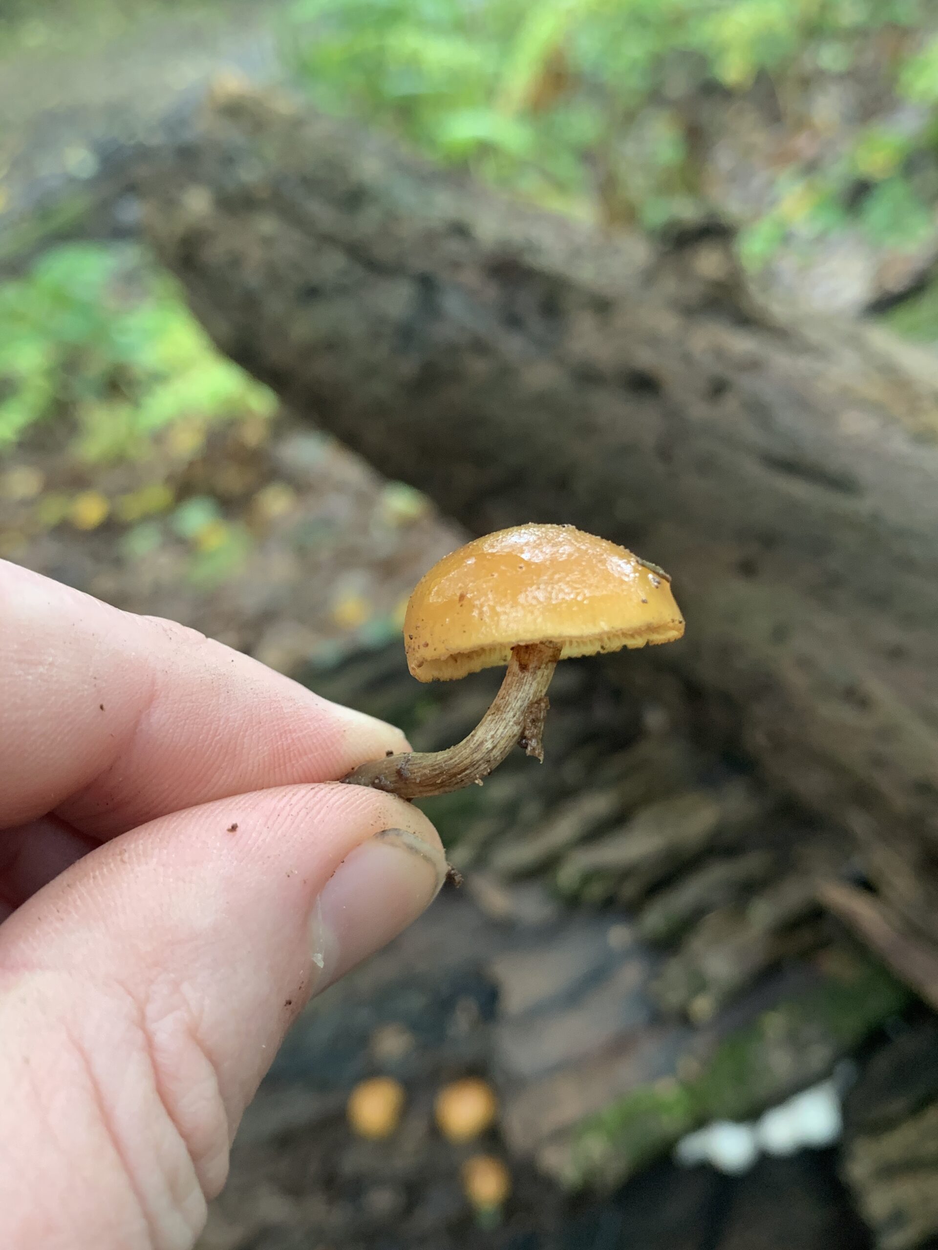 Galerina marginata ( Funeral Bell ) Mushrooms of CT