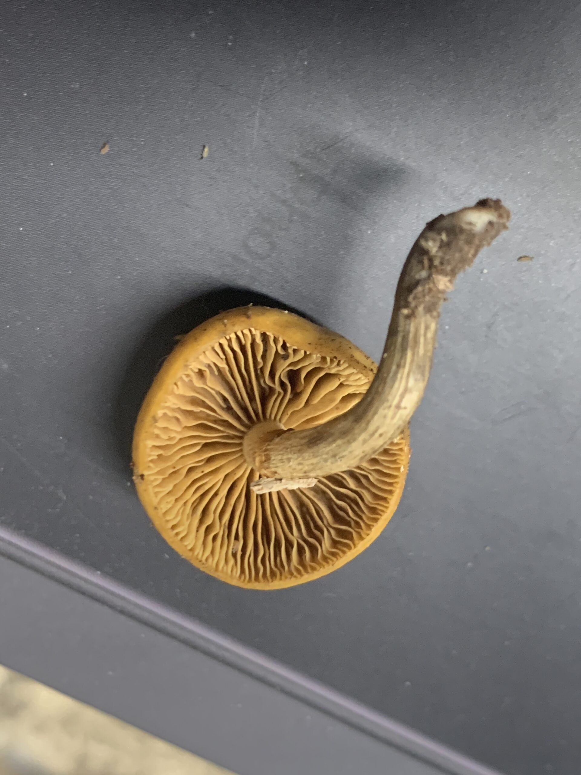 Galerina marginata ( Funeral Bell ) Mushrooms of CT