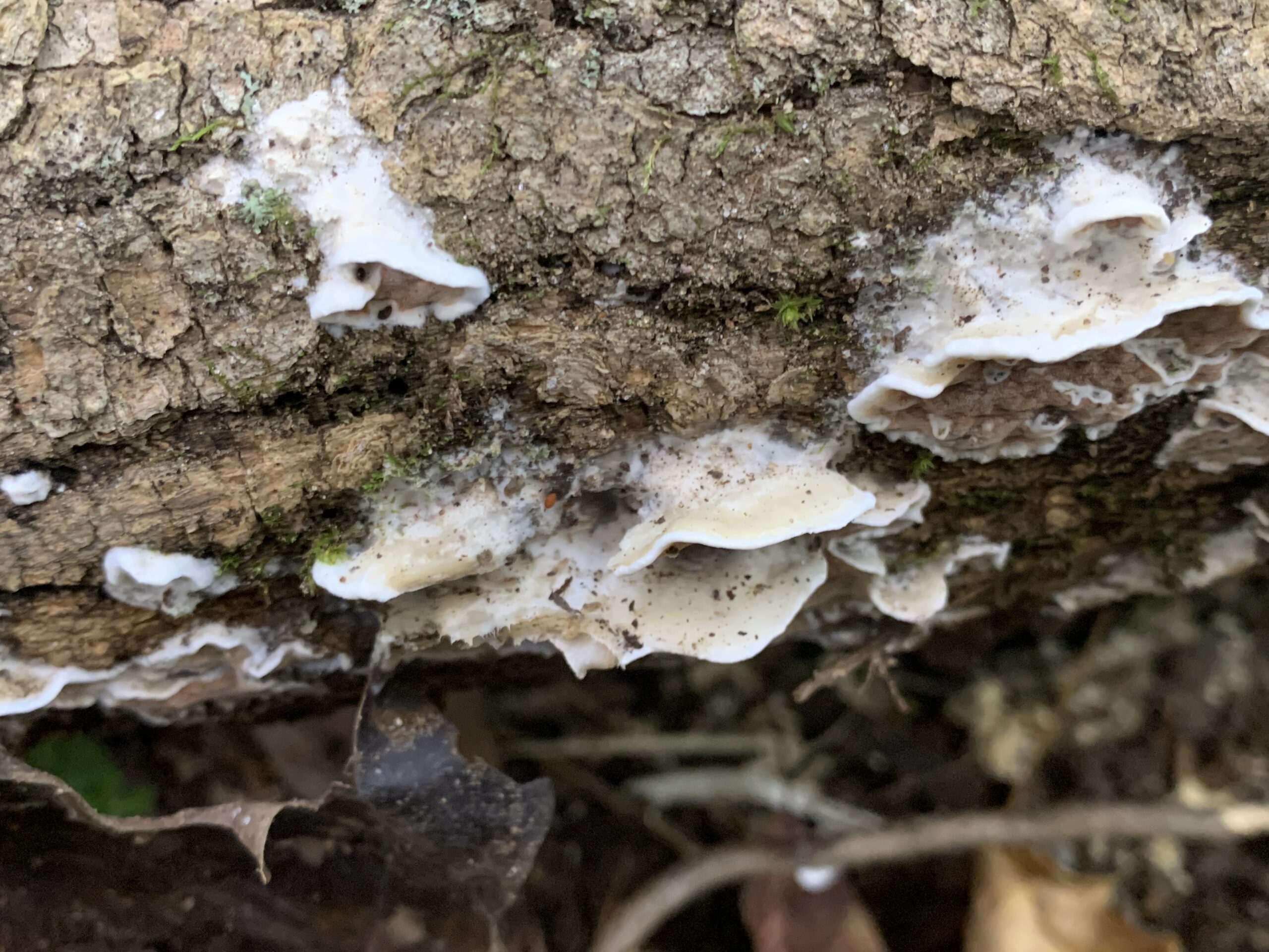 Gloeoporus dichrous ( Gelatinouspored polypore ) Mushrooms of CT