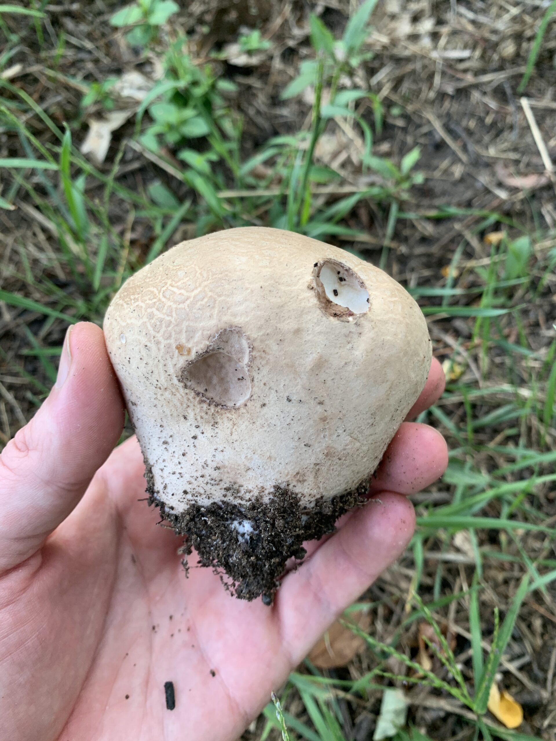 Calvatia cyathiformis ( Purple Spored Puffball ) Mushrooms of CT