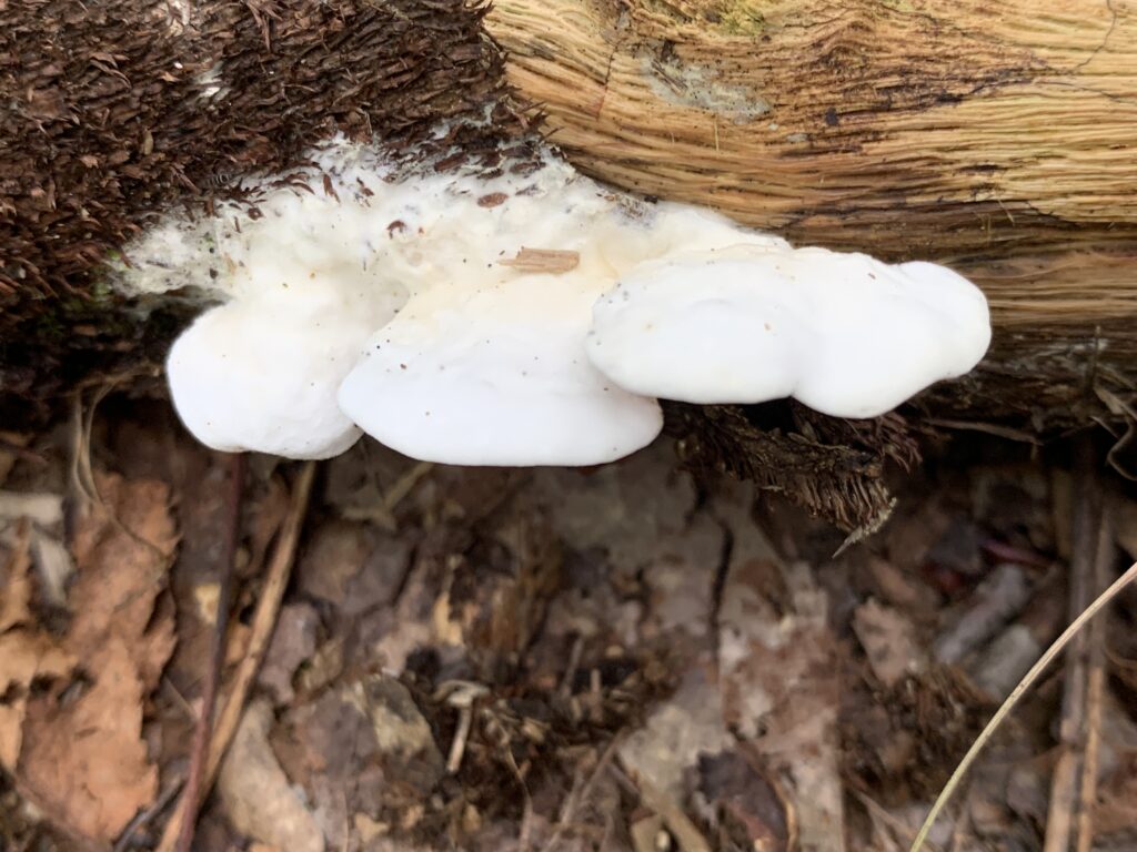Gloeoporus dichrous ( Gelatinouspored polypore ) Mushrooms of CT