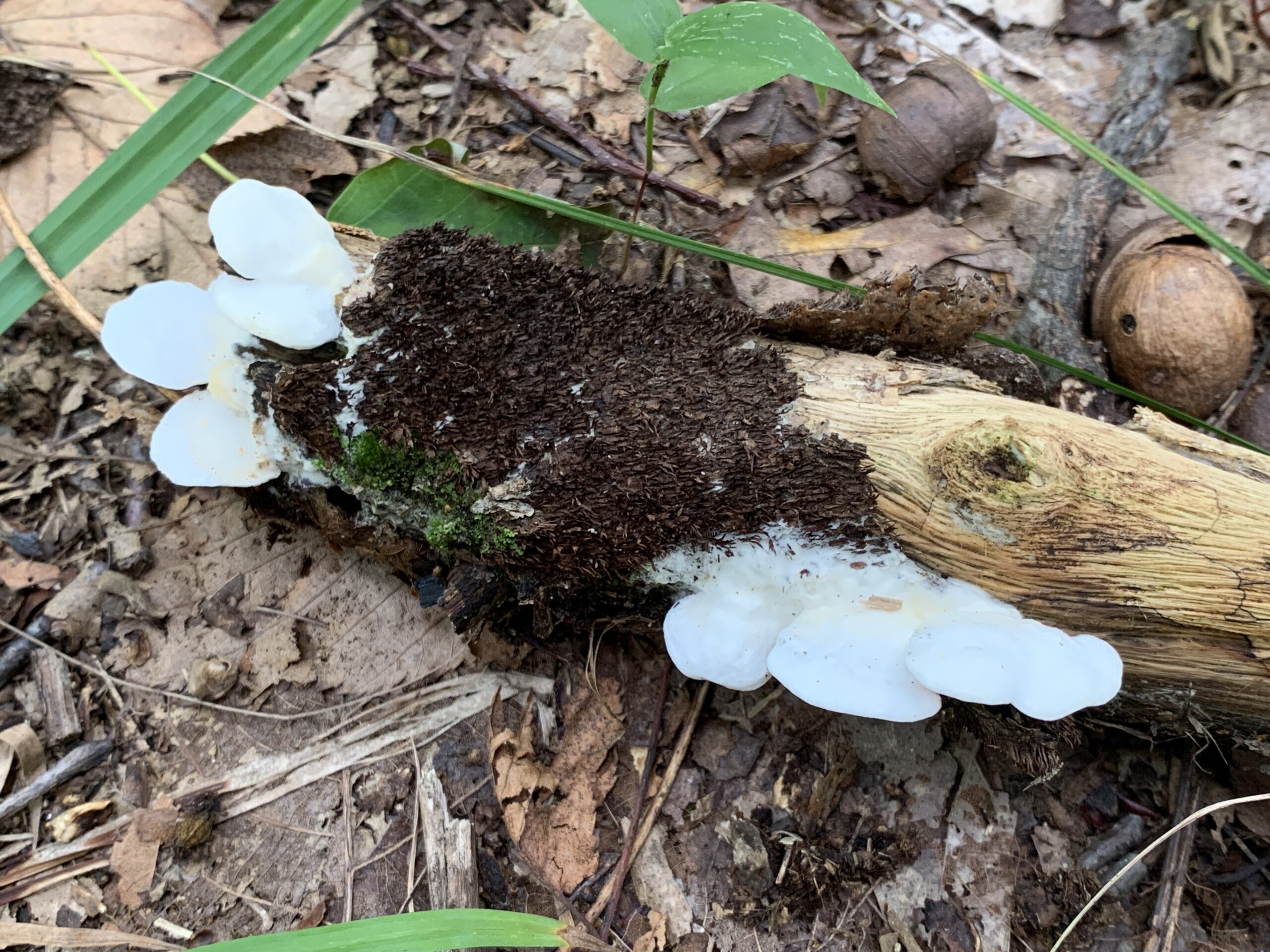 Gloeoporus dichrous ( Gelatinouspored polypore ) Mushrooms of CT