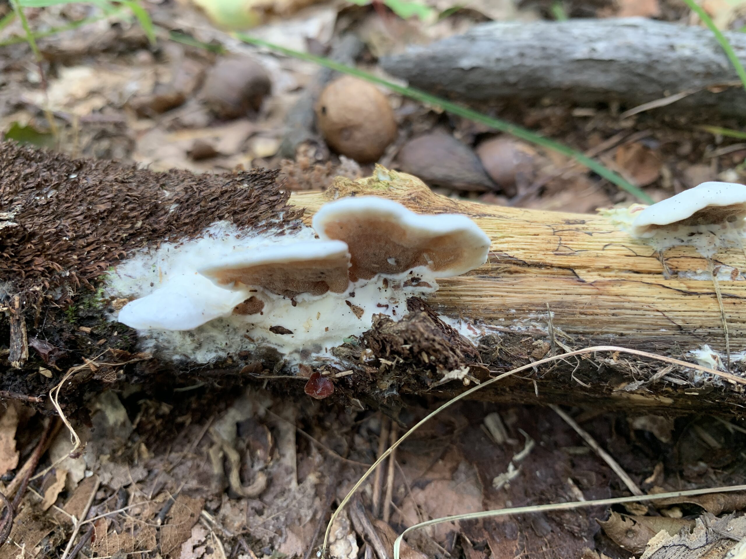 Gloeoporus dichrous ( Gelatinouspored polypore ) Mushrooms of CT