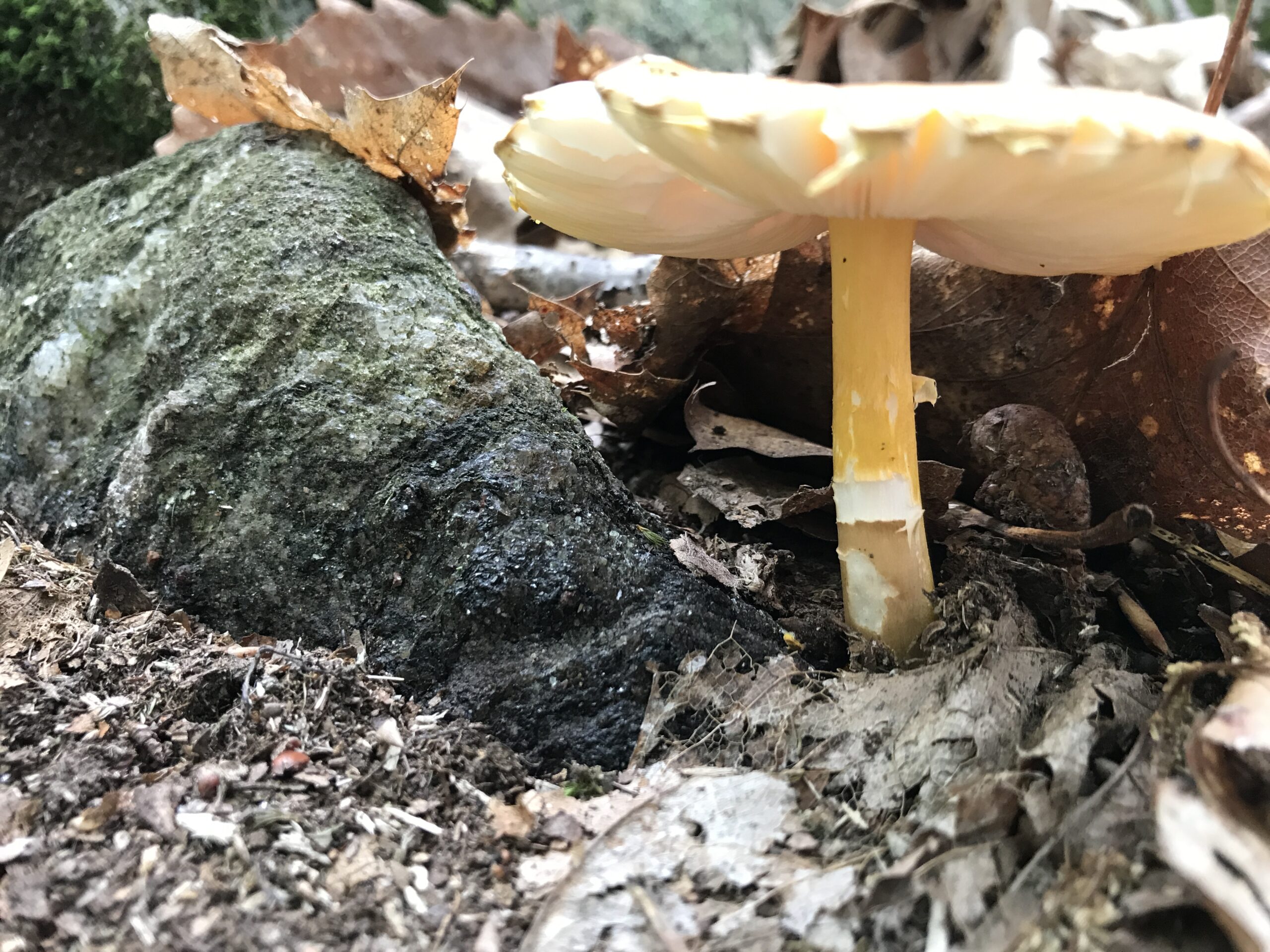 Amanita flavoconia (Yellow Patches) - Mushrooms of CT