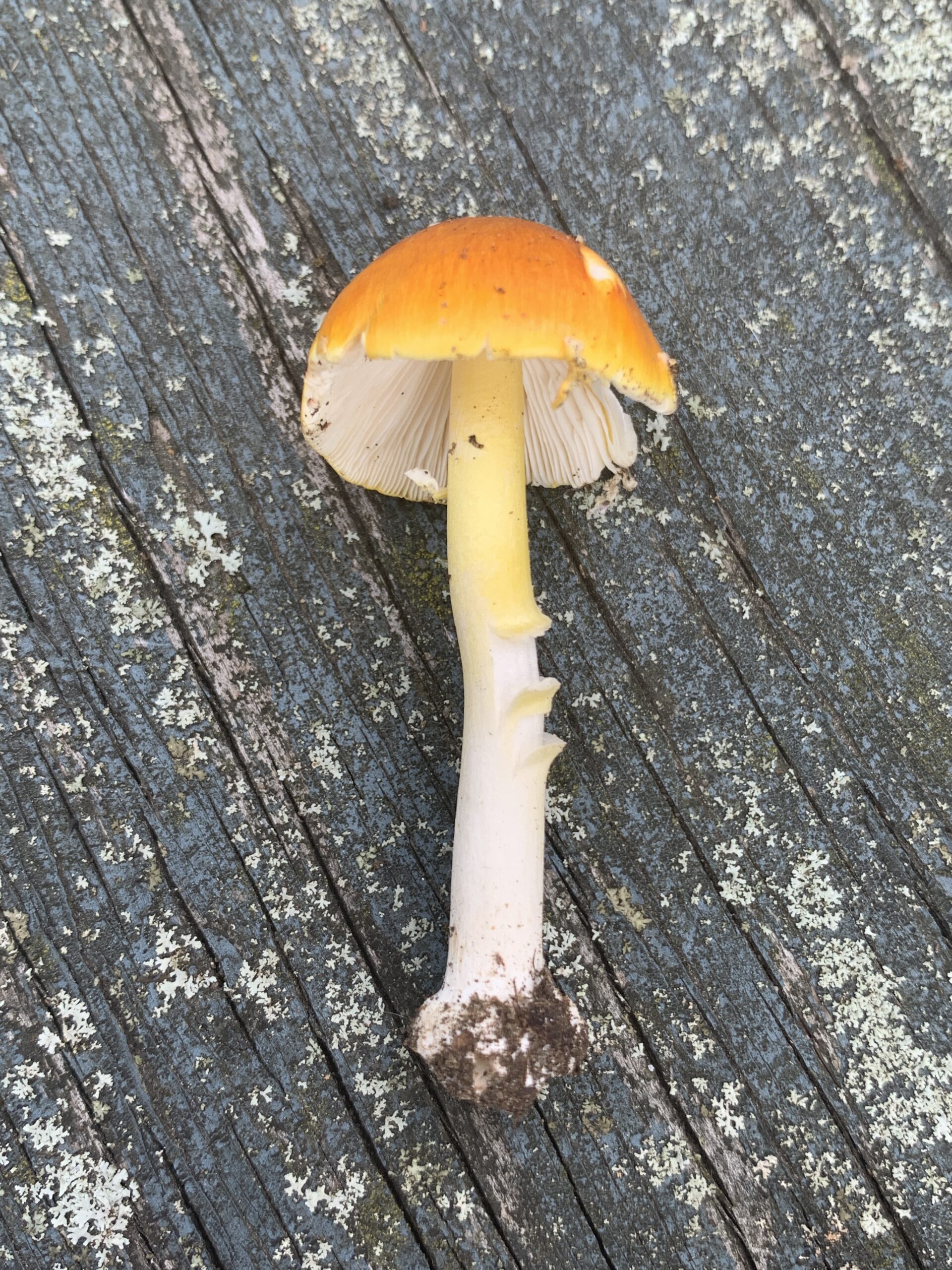 Amanita flavoconia (Yellow Patches) - Mushrooms of CT