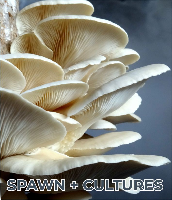 Exotic mushroom spawn, training and consultation